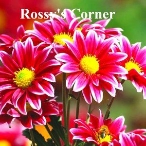 Meet your Posher, Rosa